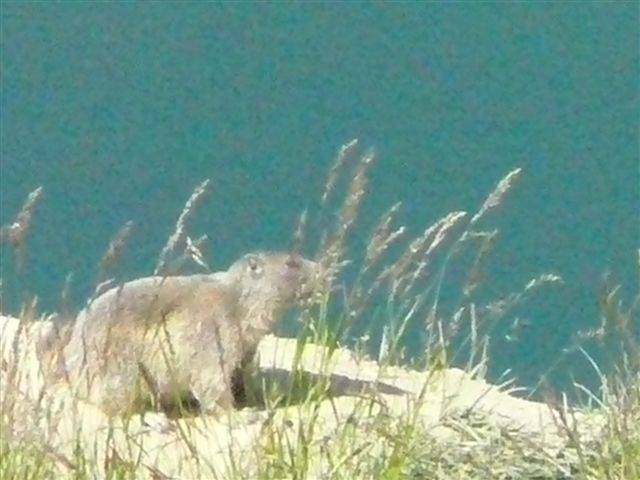 marmotte officielle.JPG
